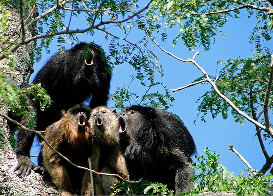 jaguars, pantanal, tours, brazil, photography, wildlife